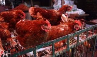 أسعار الفراخ وكرتونة البيض اليوم الجمعة 13 ديسمبر 2024