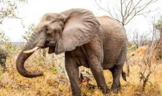 تكنولوجيا: العثور على بقايا محفوظة جيدًا لماموث صغير عمره 50 ألف عام فى سيبيريا