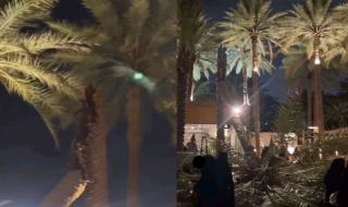 إخلاء عسيب إثر سقوط نخلة بشكل مفاجئ .. صور