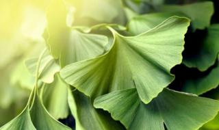 عشبة تعالج أمراض الكلى والرئة والسكري.. تعرف عليها