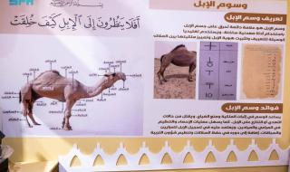 جمعية الإبل بمنطقة نجران تشارك 
في مهرجان الملك عبدالعزيز للإبل