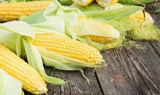 عقود الذرة تغلق على ارتفاع لكنها تتكبد أكبر خسارة أسبوعية منذ يوليو بسبب وفرة المعروض