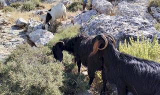 فضيحة الجيش الإسرائيلي.. سرق 250 رأس ماعز من سوريا