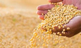 عقود الذرة تغلق على انخفاض في ظل القلق العالمي بالأسواق