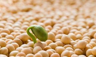 عقود الصويا تغلق على ارتفاع بعد مكالمة إيجابية بين ترامب ونظيره الصيني