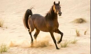 من الصحراء إلى المنصات العالمية.. الخيل العربي يعكس عمق التراث السعودي