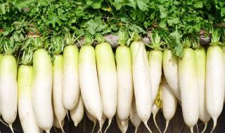 اليابان | دايكون… الفجل الأبيض الذي ينعش المائدة اليابانية
