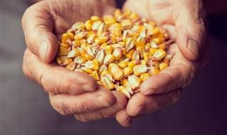 عقود الذرة تغلق على انخفاض بفعل توقعات وفرة الصادرات الأوكرانية