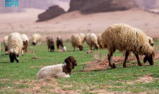 طلائع الربيع بتبوك تعزز من جاذبية السياحة وتسهم في دعم المناشط الرعوية