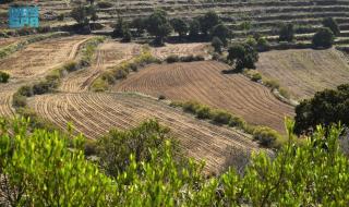 مزارعو عسير يستعدون لزراعة محاصيل الربيع