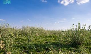 أجواء ربيعية وطبيعة خلابة تستقطب عشاق الرحلات البرية بالحدود الشمالية