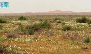 «الأربيان» يكسو رمال «لينة» بحلة ربيعية بيضاء