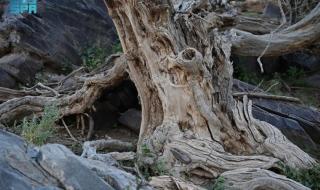 قرية الأراك بالعلا.. ارتباط تاريخي بزراعة شجر الأراك وإنتاج السواك