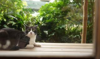 اليابان | القط الذي شكّل انطلاقة الأدب الياباني الحديث