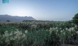 مجمع الأسيال .. 
ملتقى أودية مدينة الرسول