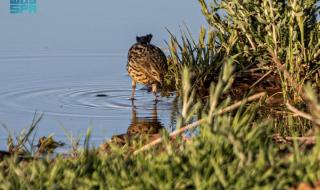 الجشنة حمراء الزور.. زائر رشيق يزين براري المملكة بتنوعه اللوني وسلوكه الحيوي