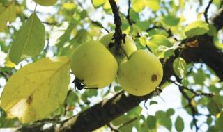 «نيويورك أبوظبي» تنجز دراسة بحثية حول تطوير محاصيل زراعية مستدامة