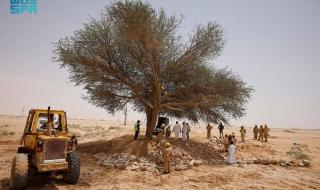 مركز «الغطاء النباتي» يعيد تأهيل شجرة طلح معمرة في الدوادمي