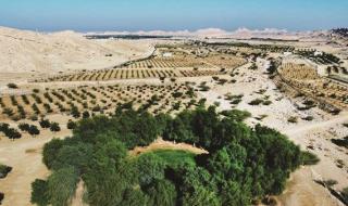 بلدية العين تستعرض مشروع تطوير أشجار الفواكه