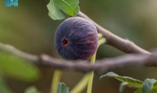 التين في جازان.. 
ثروة زراعية وفرص تحويلية تعزز القيمة الاقتصادية