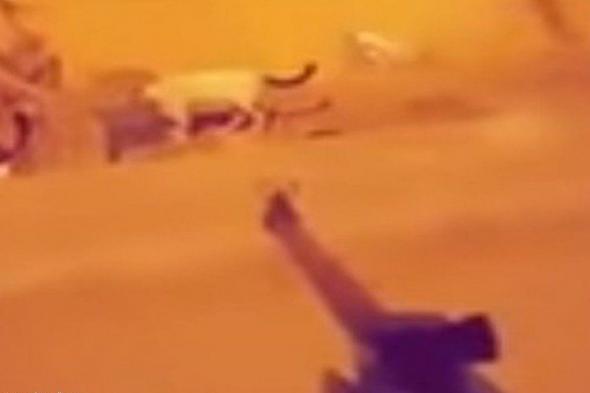 السعودية | القبض على مطلق النار على القطط بمحافظة جدة