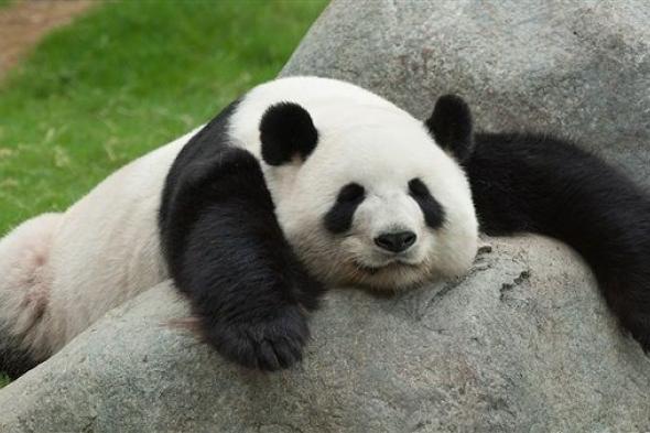 حيوان الباندا غير اجتماعي ويحب العزلة والسبب!