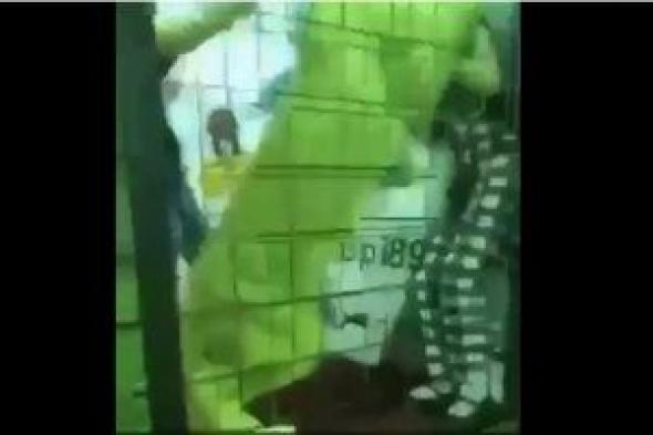 فيديو.. أسد يهاجم طفلة بالسعودية فى فعاليات مهرجان ربيع جدة