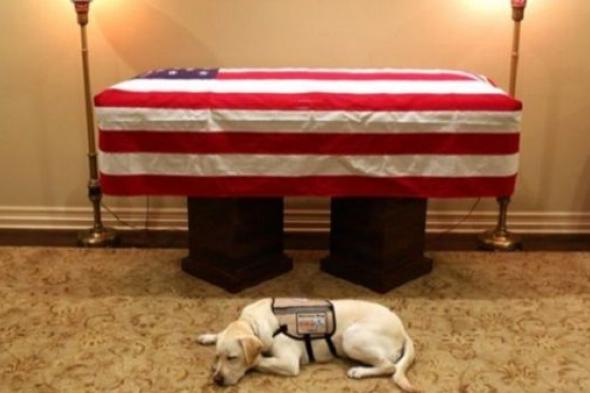 كلب حراسة بوش ينهي مهمته في لقطة إنسانية أمام النعش