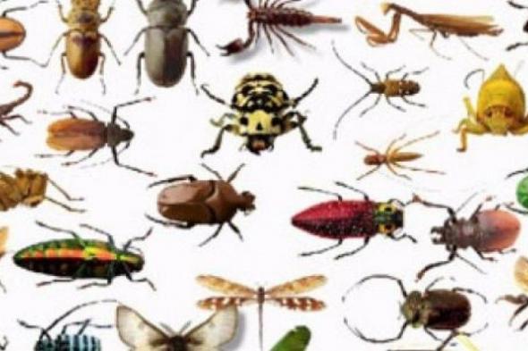 تراند اليوم : تفسير حلم الحشرات