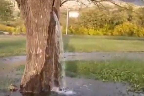 شجرة عمرها 150 عام تتحول الى نافورة مياه كل شتاء