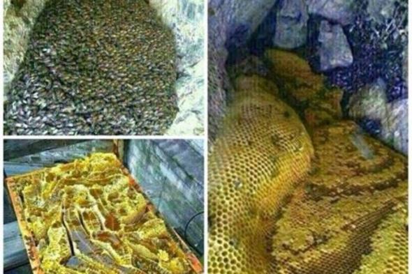 اكتشاف جبل في اليمن يفيض بالعسل الدوعني المصفى وحشود من المرضى اليمنيين والمقبلين على الزواج يتسابقون إليه(صور مبهرة)