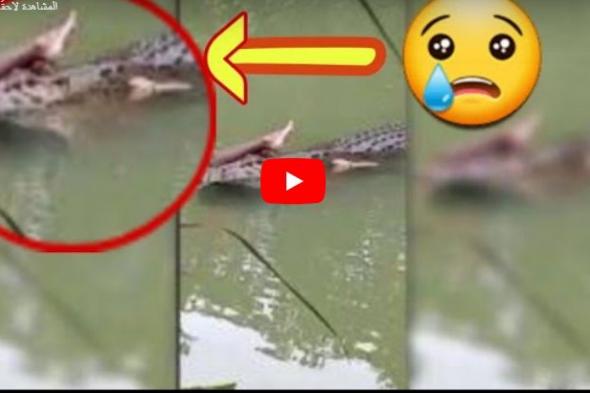 مشهد حقيقي مروع وليس فيلماً سينمائياً.. تمساح يحمل رجلاً بين فكيه ويمزق جسده إلى قطع متناثرة (شاهد الفيديو)