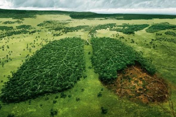 12 معلومة عن غابات الأمازون.. حيوانات نادرة ومياه نقية ونباتات لعلاج السرطان