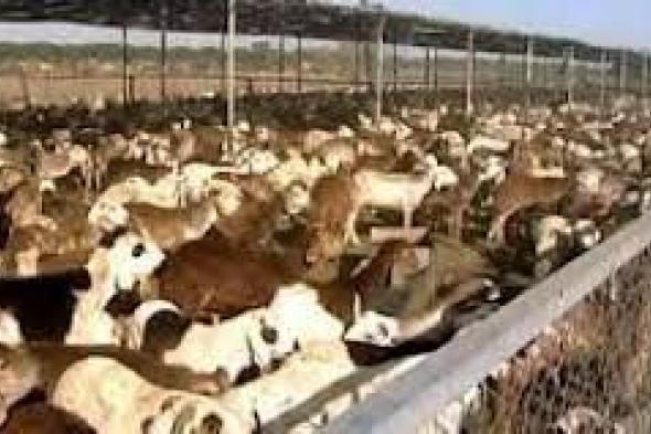 السعودية توقف استيراد الماشية من السودان والوزارة تُوجِّه بتوزيعها على الولايات