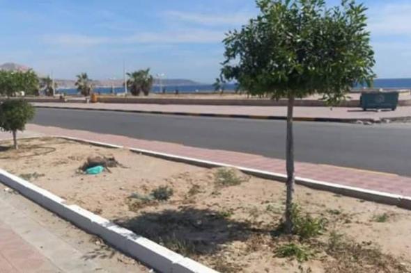نظافة ساحل حضرموت تضبط مخالفين قاموا بقطع اشجار للزينة من شوارع المكلا