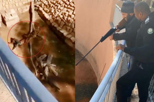السعودية | إنقاذ شخص دخل عنوة لحظيرة “نمر” في حديقة الحيوانات بالرياض