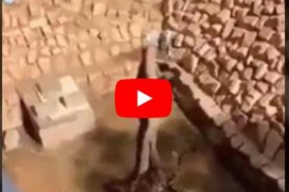 شاهد بالفيديو : نمر يفترس عامل في حديقة الملز في الرياض