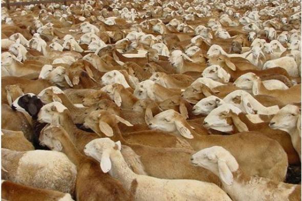 غرفة مصدري الماشية تتراجع عن الاشتراطات التي فرضتها السعودية