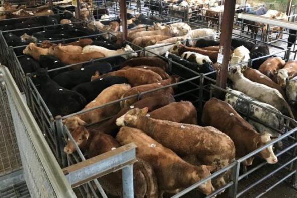 تصدير (10) آلاف من الماشية لسلطنة عمان