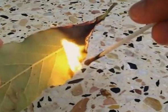 تراند اليوم : ماذا يحدث عندما تحرق ورقة الغار في بيتك ؟