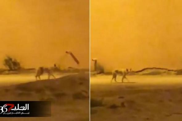شاهد.. حيوان مفترس ومرعب يتجول في شوارع السعودية ويثير الهلع بين المواطنيين (فيديو صادم)