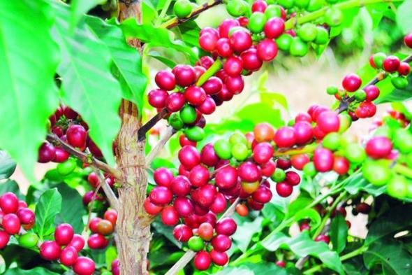 الامارات | كرز القهوة يساعد على الوقاية من السكري
