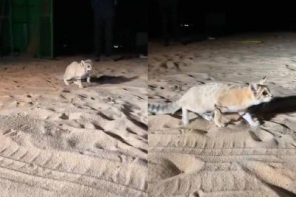 تراند اليوم : شاهد.. مواطن يوثق مجموعة من القطط الرملية العربية أثناء تجولها في البر
