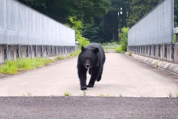 اليابان | التعايش بين الدببة والبشر في اليابان: هل يمكنك العيش بجوار الدّببة البرية؟