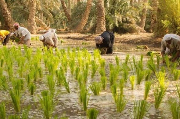 عودة أمجاد الشلب باتت قريبة.. العراق ينجح بزراعة الرز بالمرشات بعد فراق لعامين
