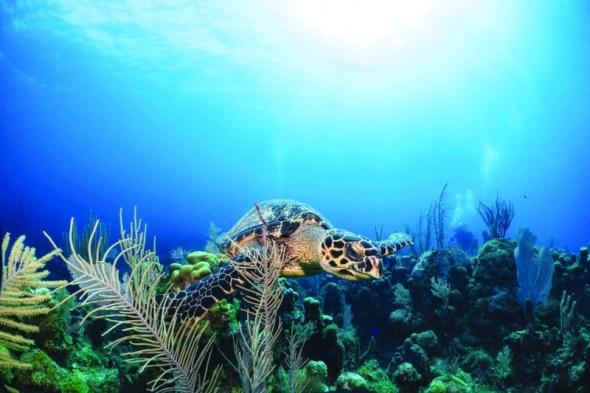 الامارات | «بيئة أبوظبي» تسجل 27 نوعاً جديداً من اللافقاريات للمرة الأولى عالمياً