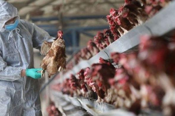 رصد تفش إنفلونزا الطيور في مزرعة بكوريا الجنوبية