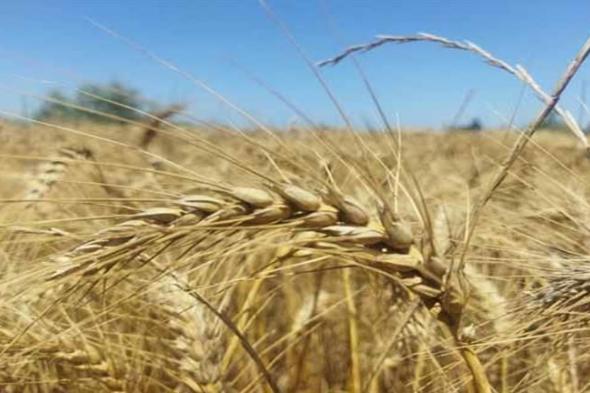 الزراعة: لم نرصد إصابة محاصيل القمح والفول والبنجر بحشرات أو فطريات