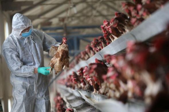 كوريا الجنوبية: رصد تفش مشتبه به لإنفلونزا الطيور