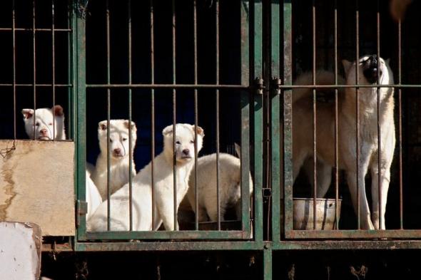برلمان كوريا الجنوبية يوافق على مشروع قانون يحظر تجارة لحوم الكلاب
